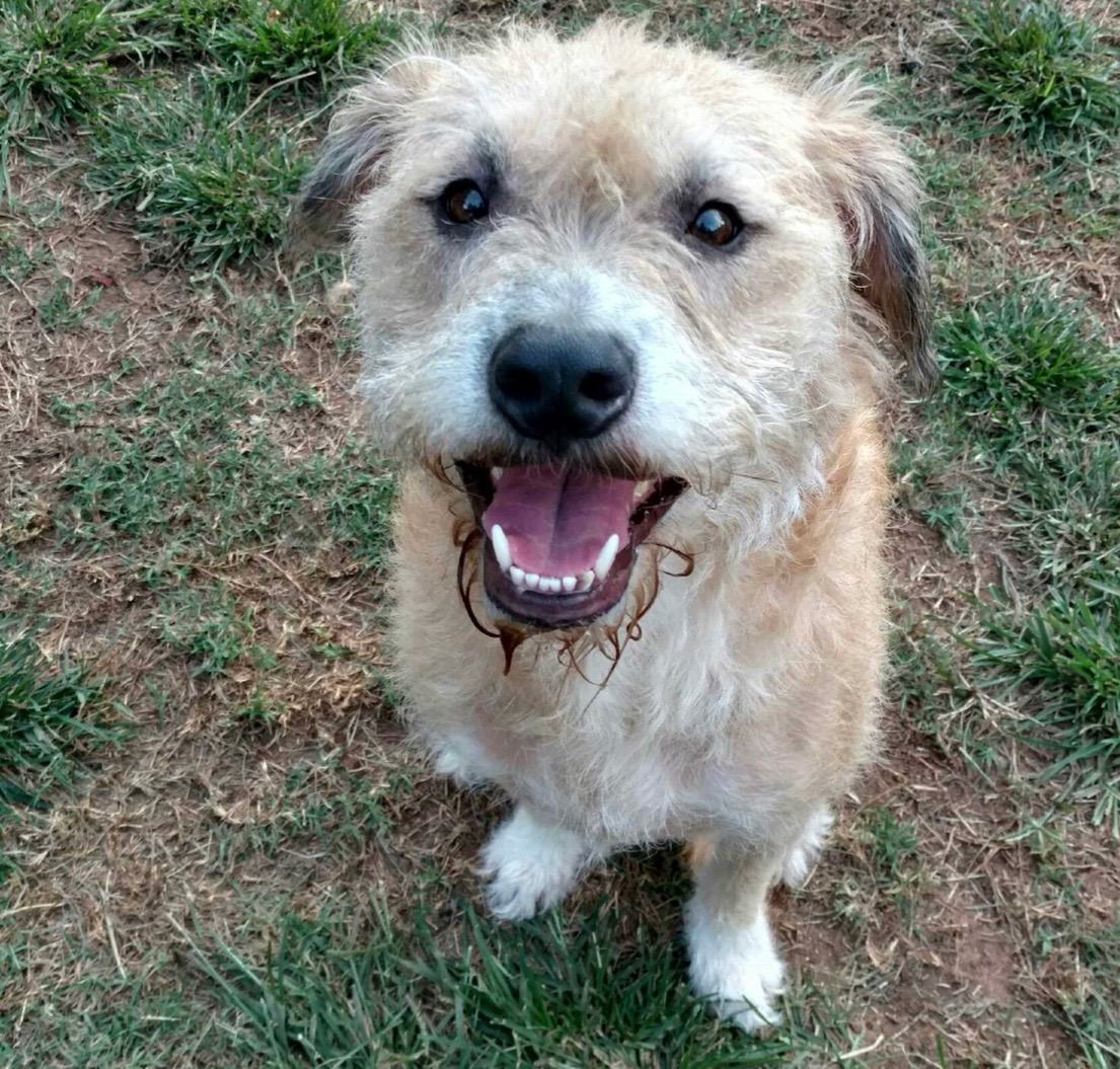 Benny, Terrier Mix