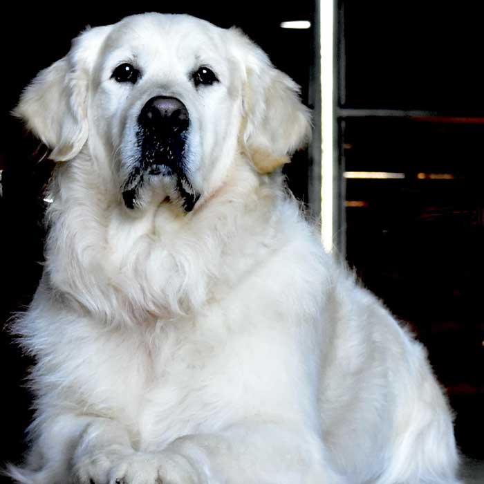 Bruno Image Bruno Image