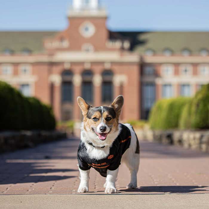 Cam, Corgi