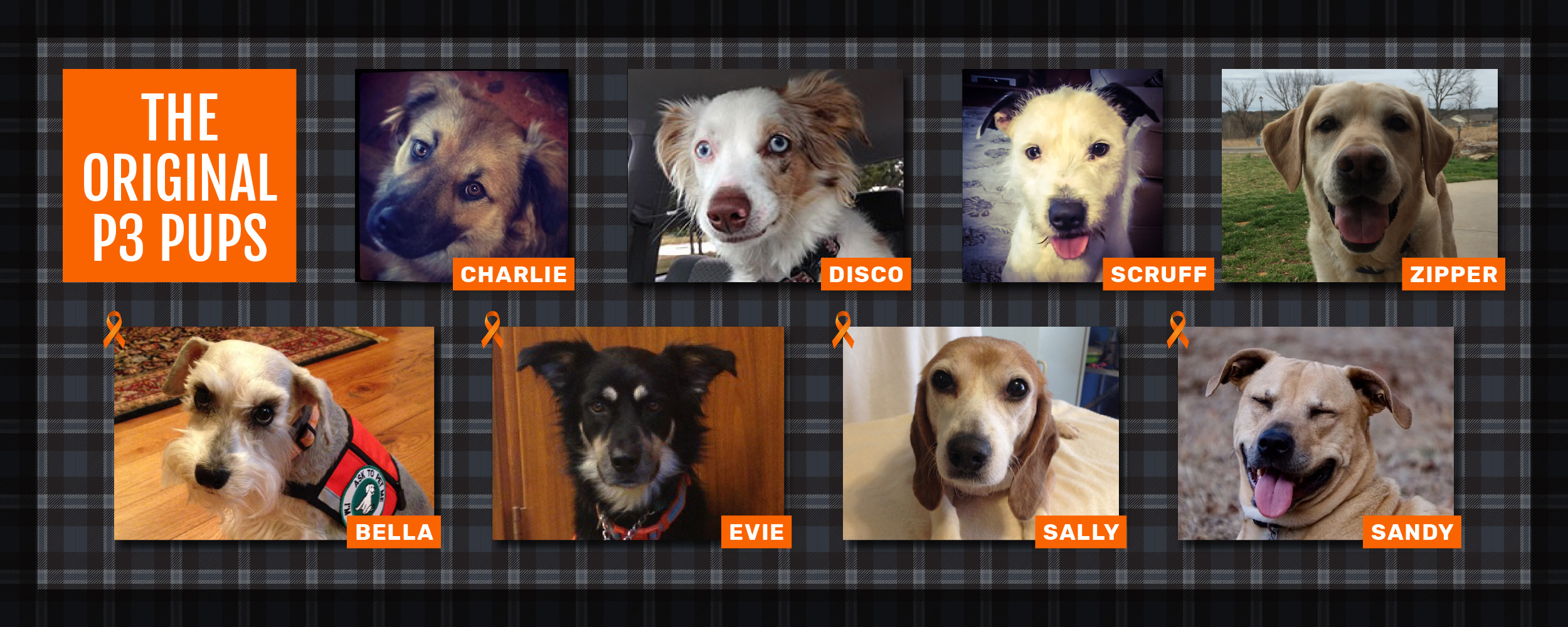 Pete's Pet Posse original dogs 