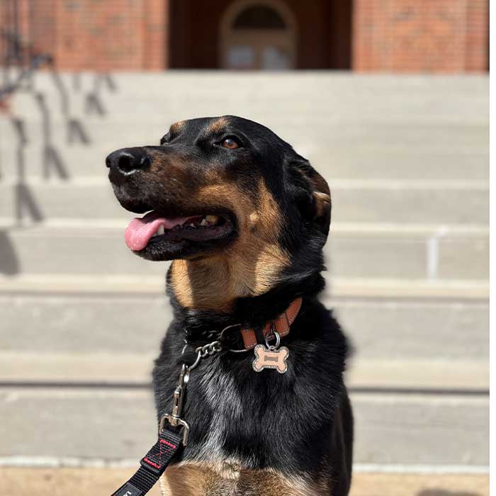 Ziva